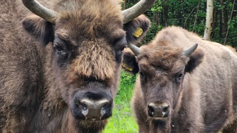 Rewilding Success: The Wilder Blean Bison Project