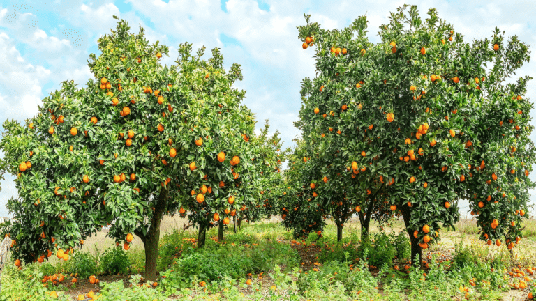 Citrus Farming in UK